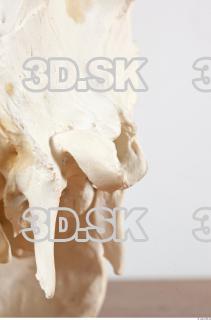 Skull photo reference 0048